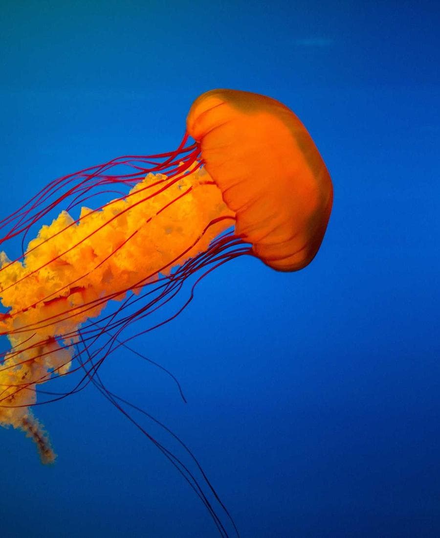 An orange jellyfish against blue water